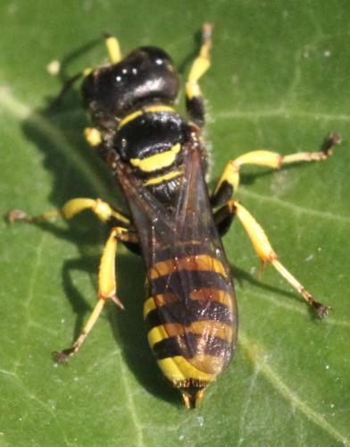 Réf. 348 027 : Ectemnius cephalotes